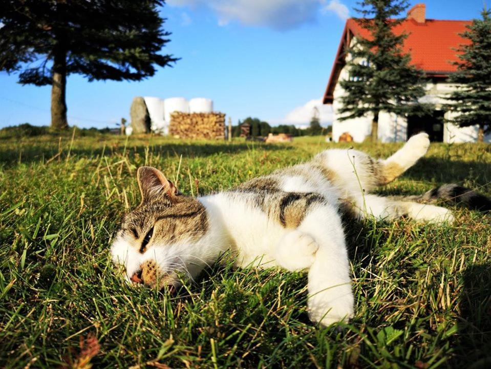 Dylewianka Villa Wysoka Wieś Dış mekan fotoğraf